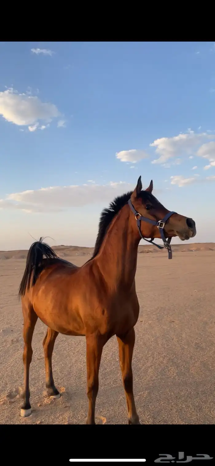 مهر كفو شيخ ولد العالمي الكساندر 1