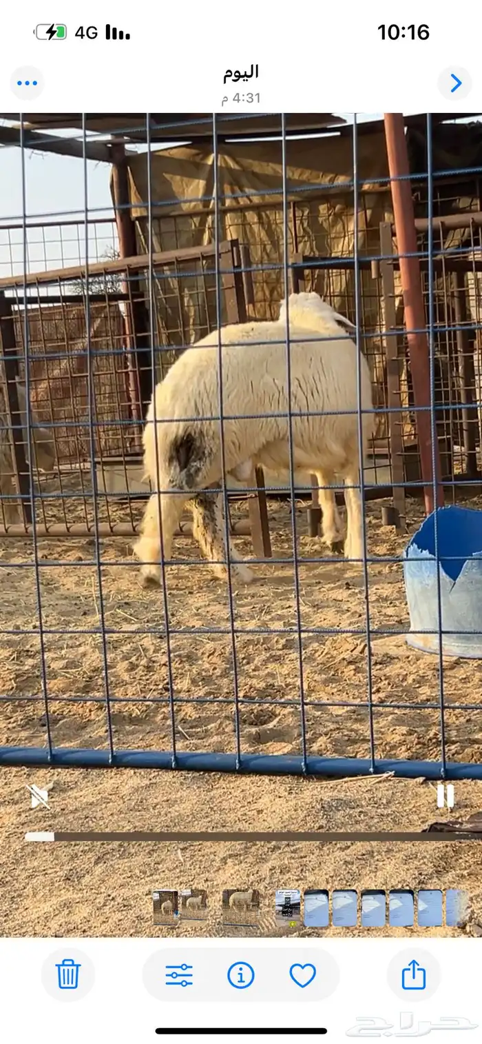 تم البيع الله يبارك لراعيه 1