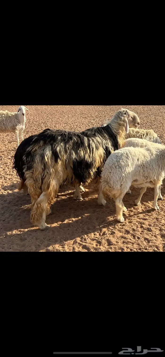 فحل نجدي مشروط 3