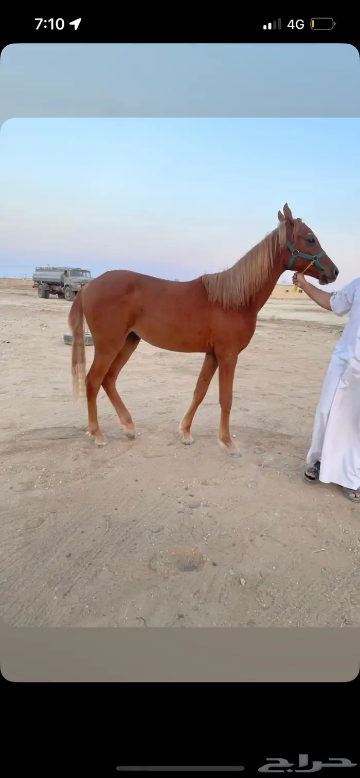 مهره للبيع 0