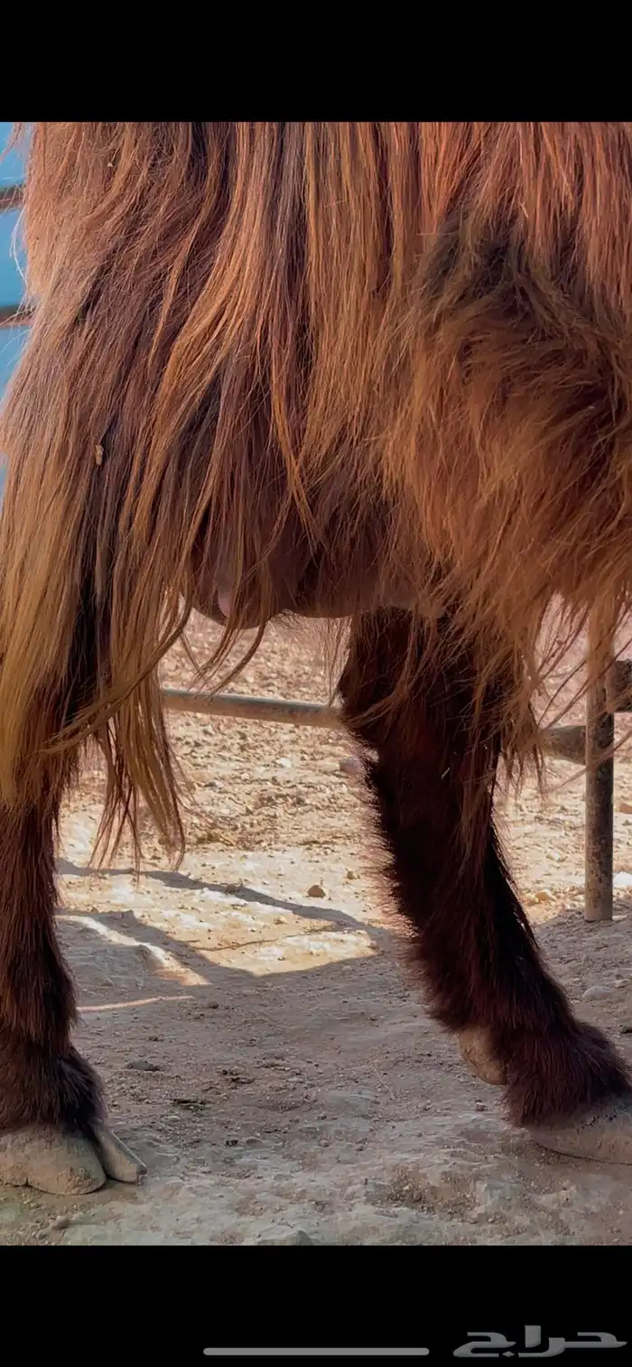 عنز دافع على ولاد 7