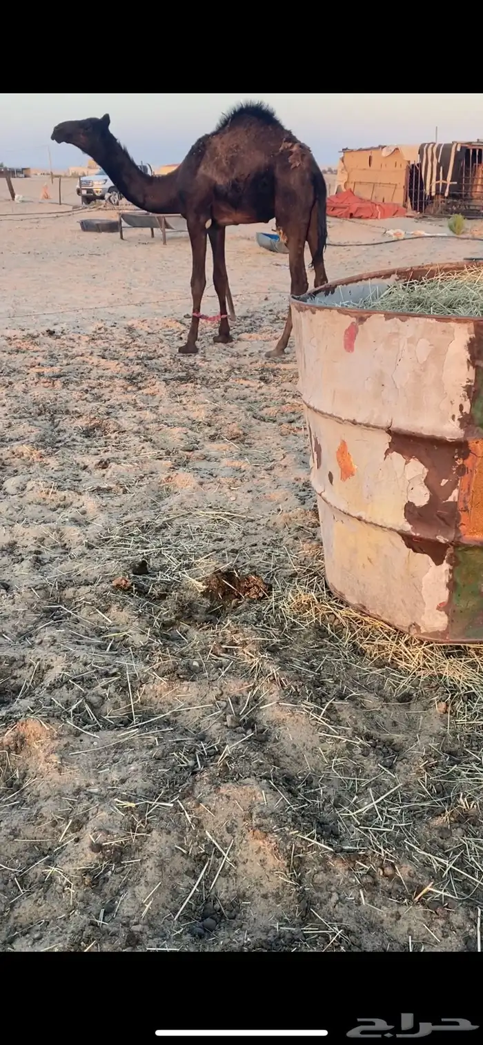 قعدان مجاهيم للبيع 1