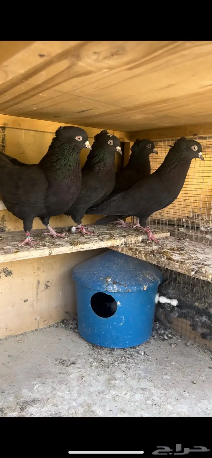 حمام قطيفي للبيع 5
