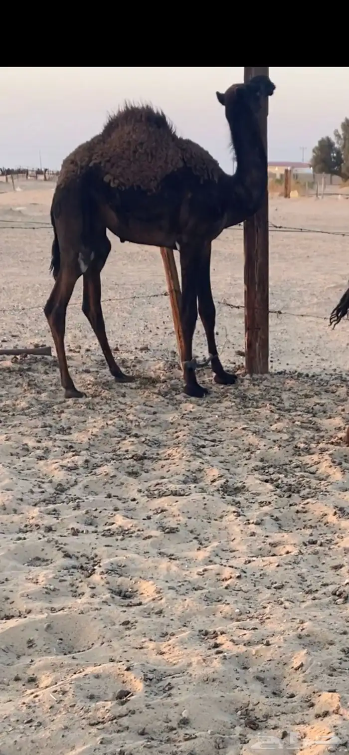 قعدان مجاهيم للبيع 0