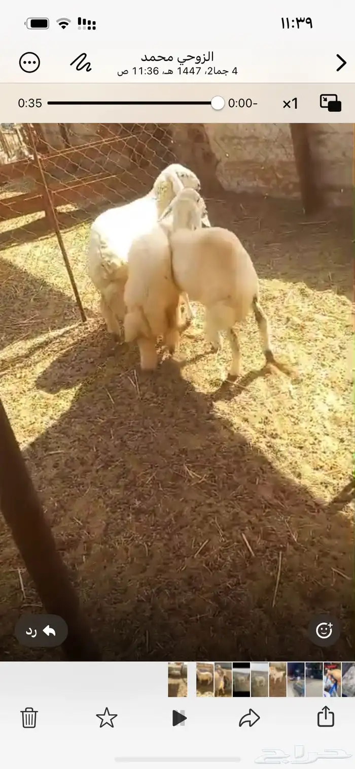 رخال ((تم البيع )) 3