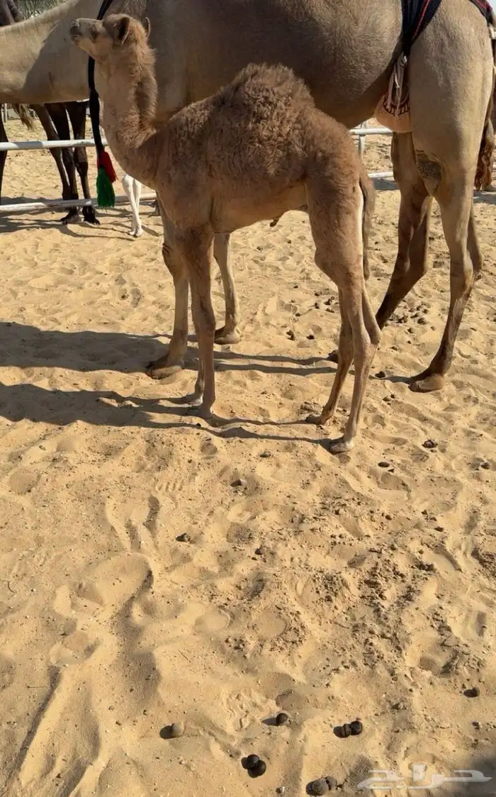 خلفه ثنو هديه فالحليب و شكل وسلالة 3