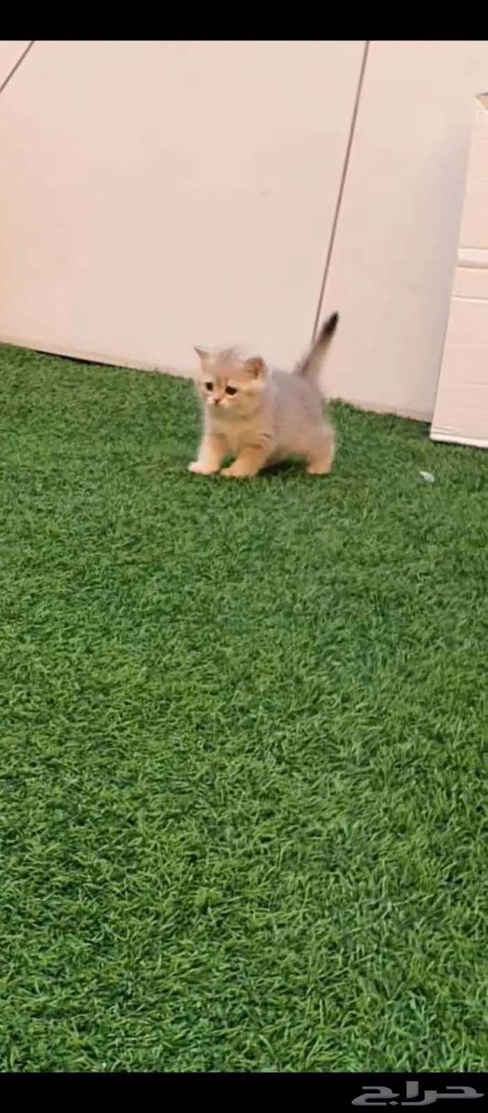 قطط برتش بيور للبيع مباعه 0