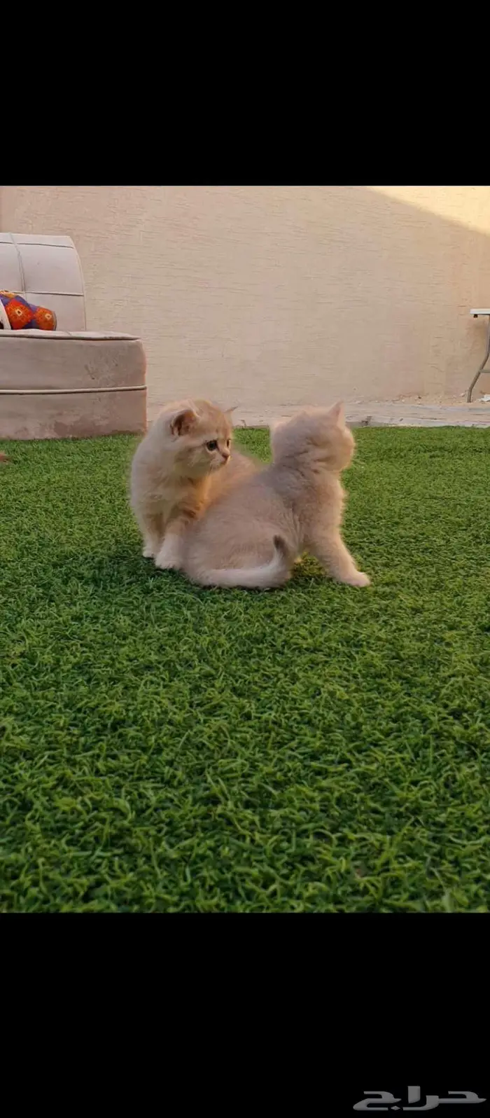 قطط برتش بيور للبيع مباعه 1