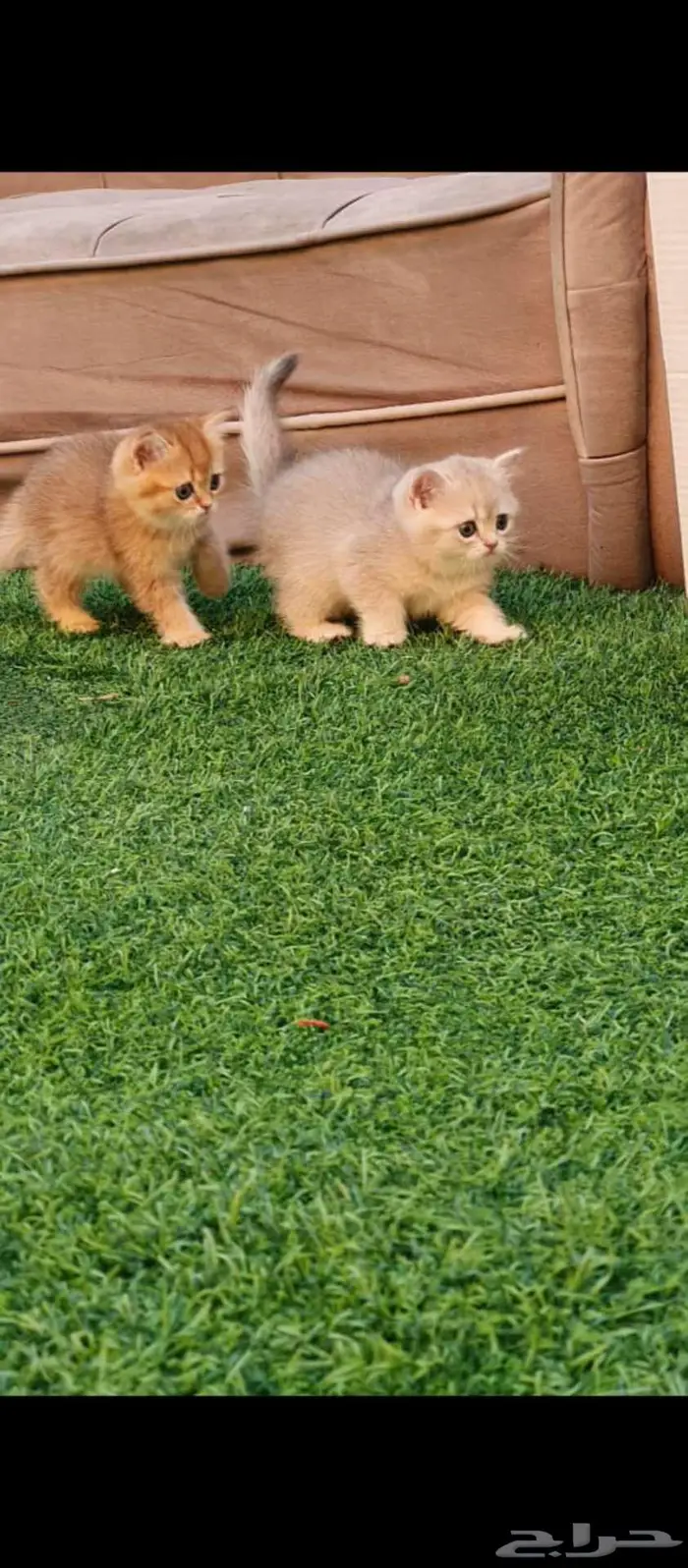 قطط برتش بيور للبيع مباعه 3