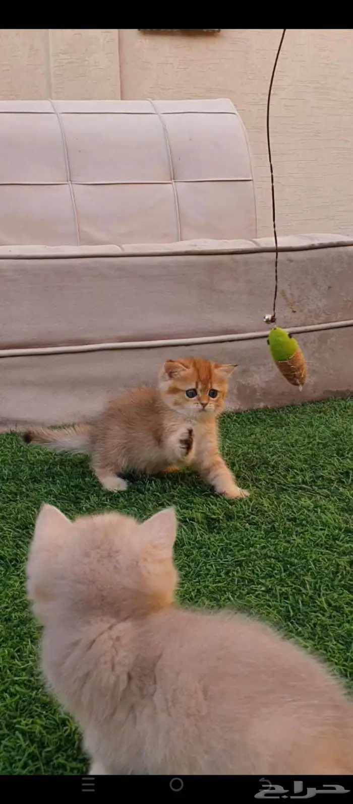 قطط برتش بيور للبيع مباعه 5