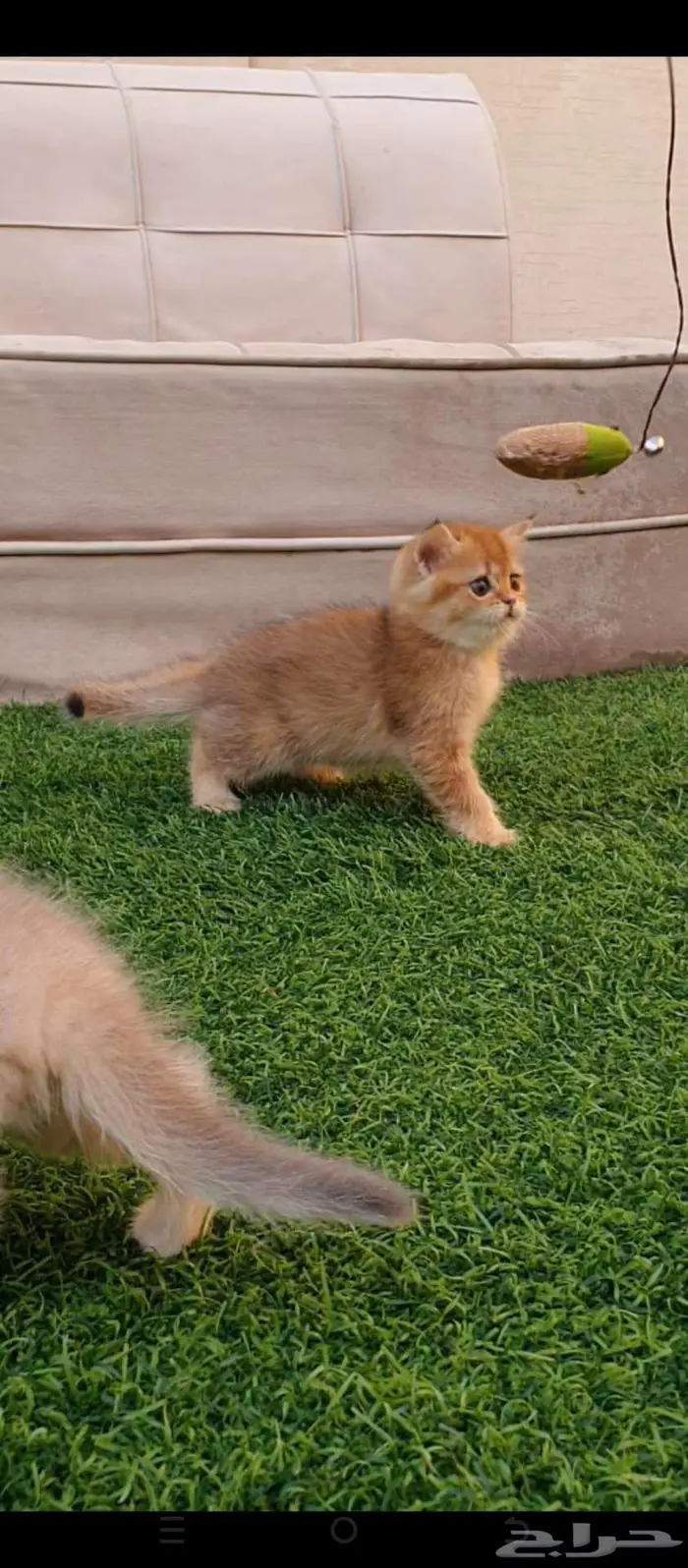 قطط برتش بيور للبيع مباعه 6