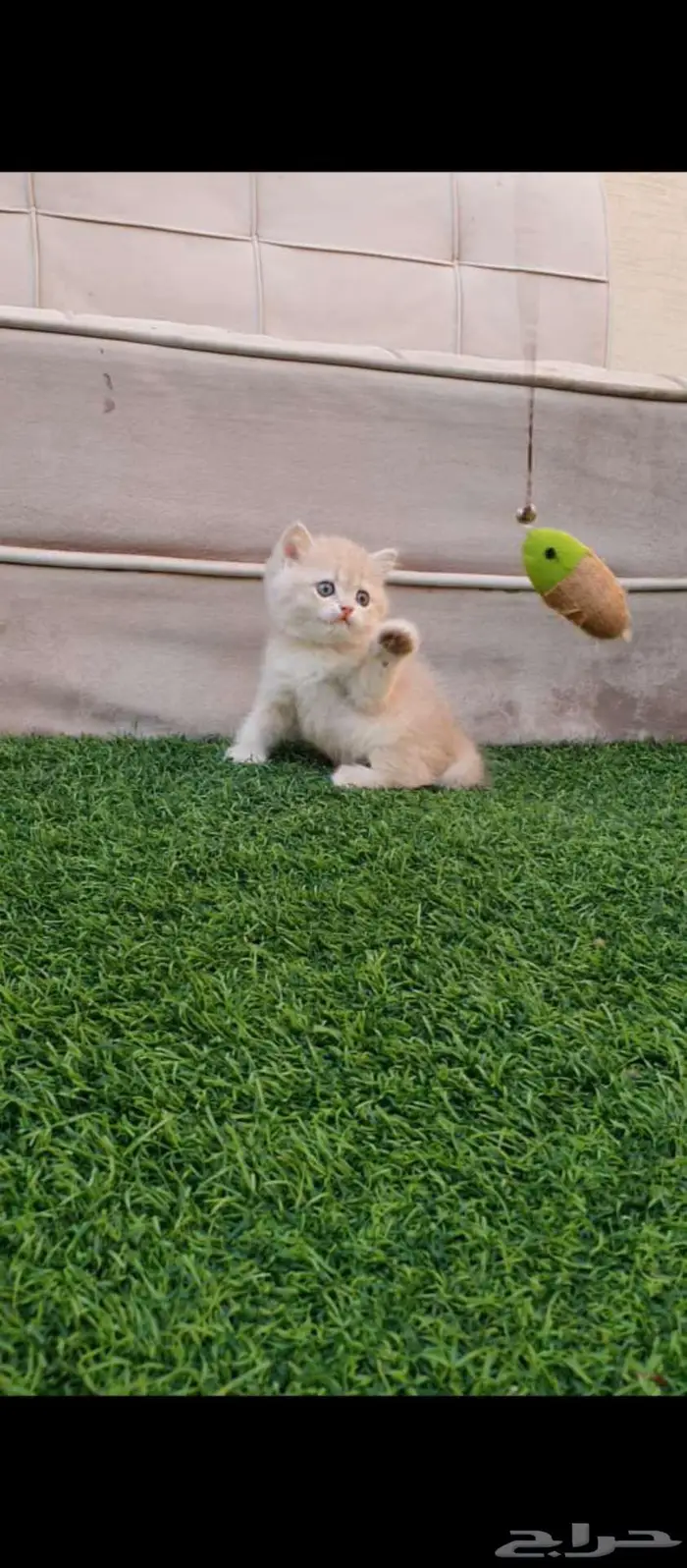 قطط برتش بيور للبيع مباعه 7