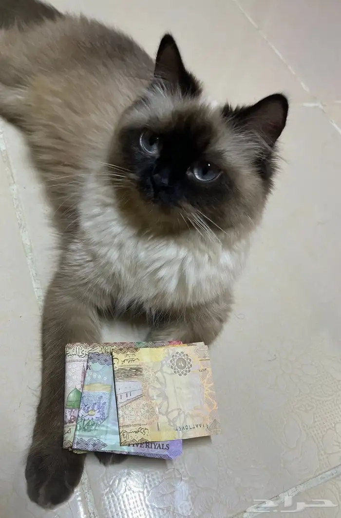 قطة انثى هملايا تزاوج 1