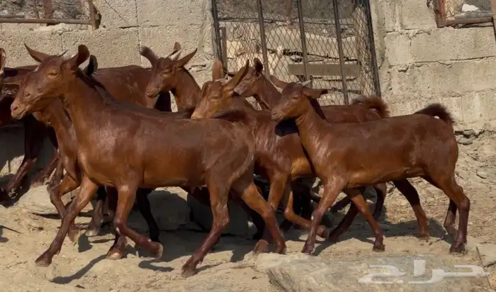 معزا دهم صنف الصنف ماشاء الله تم البيييع 12