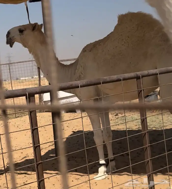 بكار كفو تماميات حقايق 1