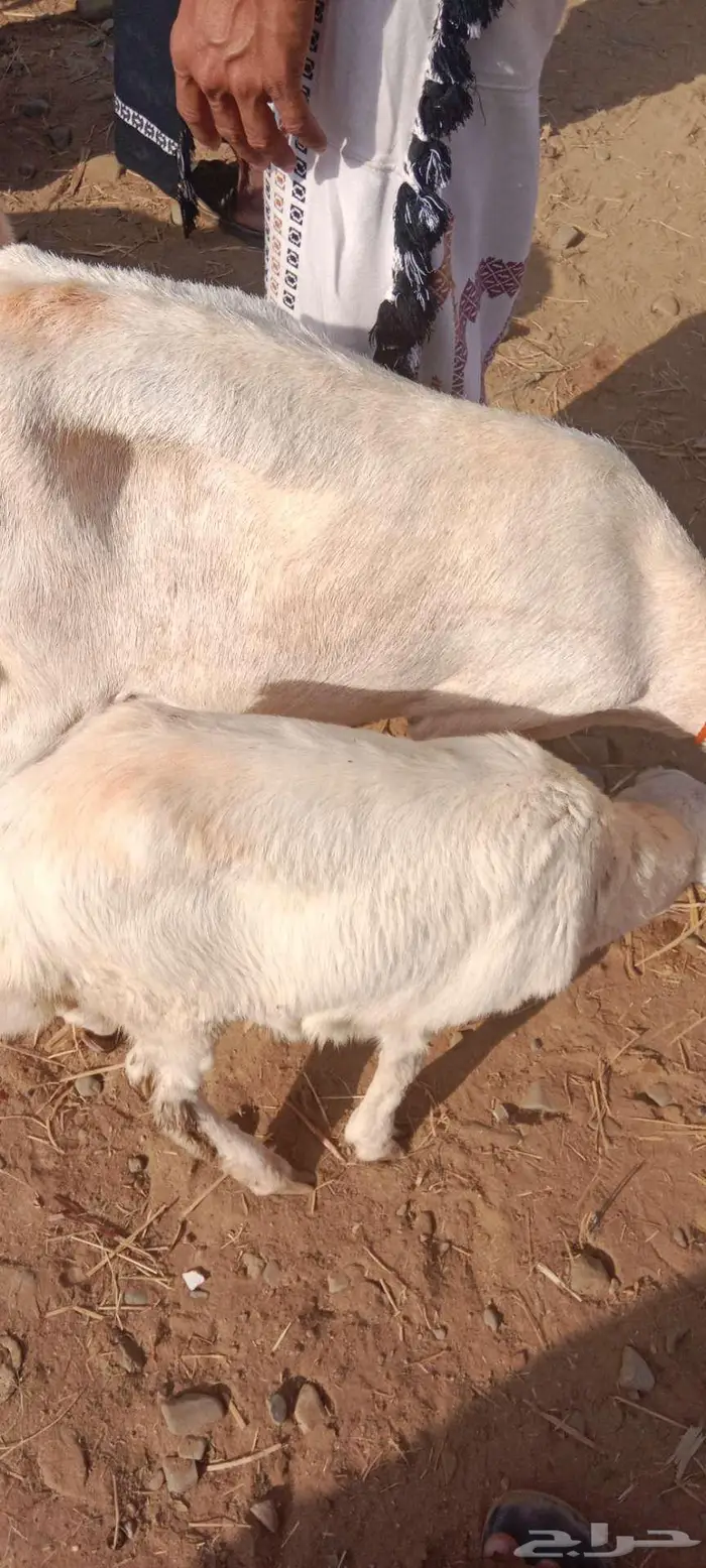 نعجة نعيمي معاها رخل السن ثنيه 3