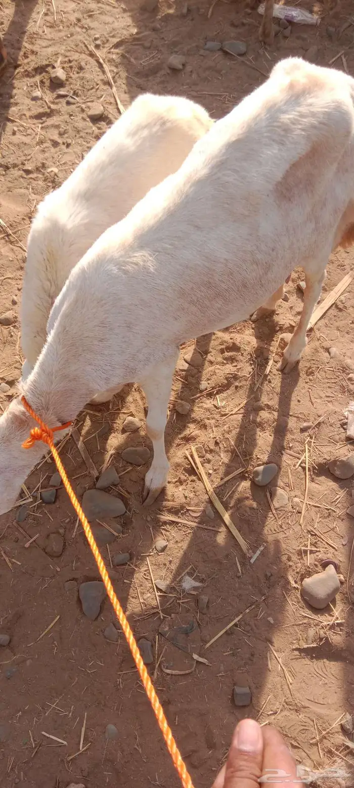 نعجة نعيمي معاها رخل السن ثنيه 2