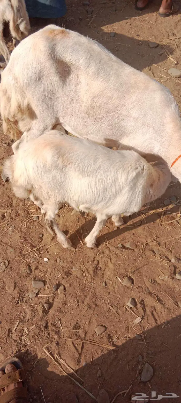 نعجة نعيمي معاها رخل السن ثنيه 4