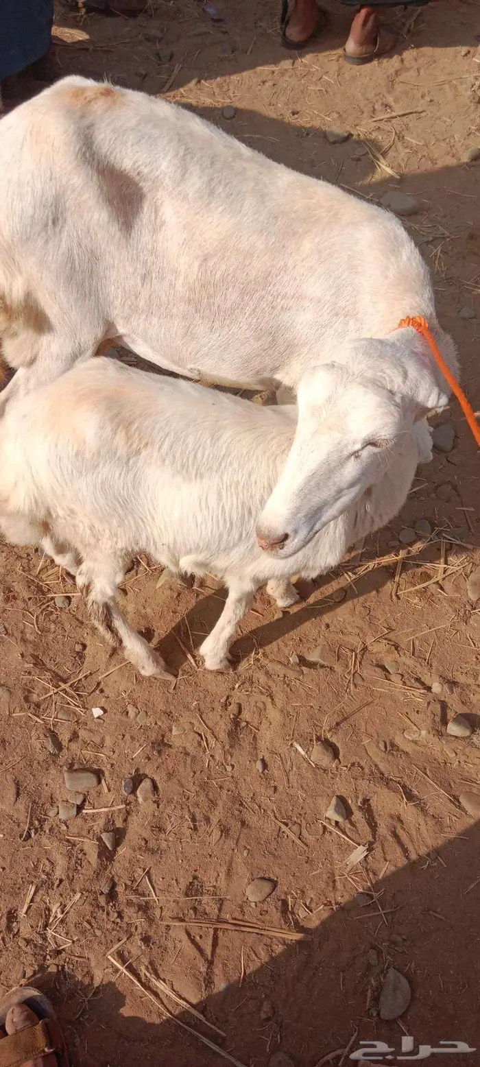 نعجة نعيمي معاها رخل السن ثنيه 1