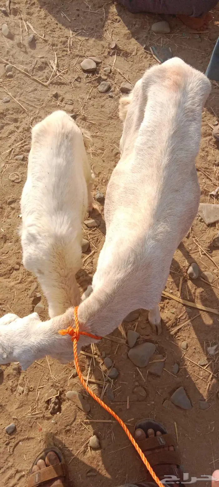 نعجة نعيمي معاها رخل السن ثنيه 0