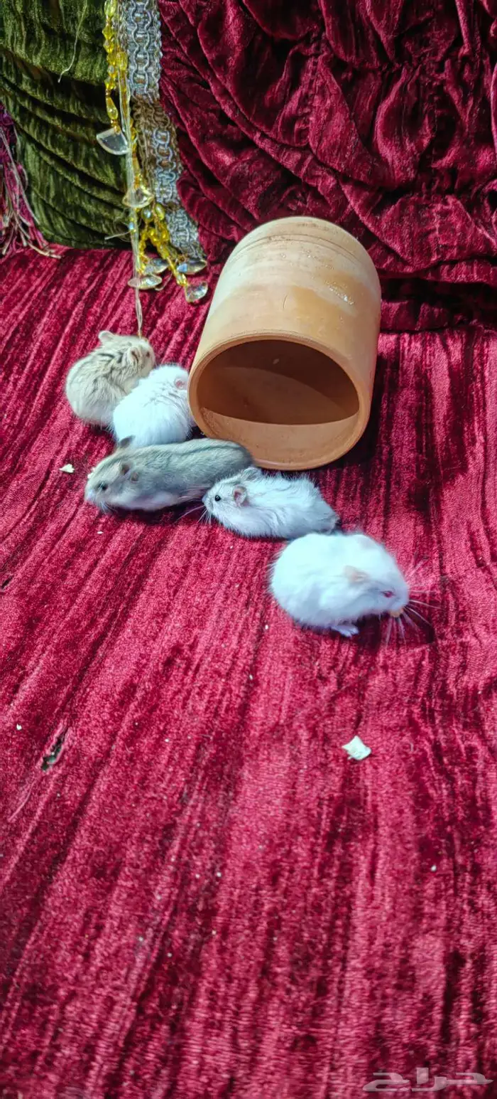 هامسترات جميلة 14