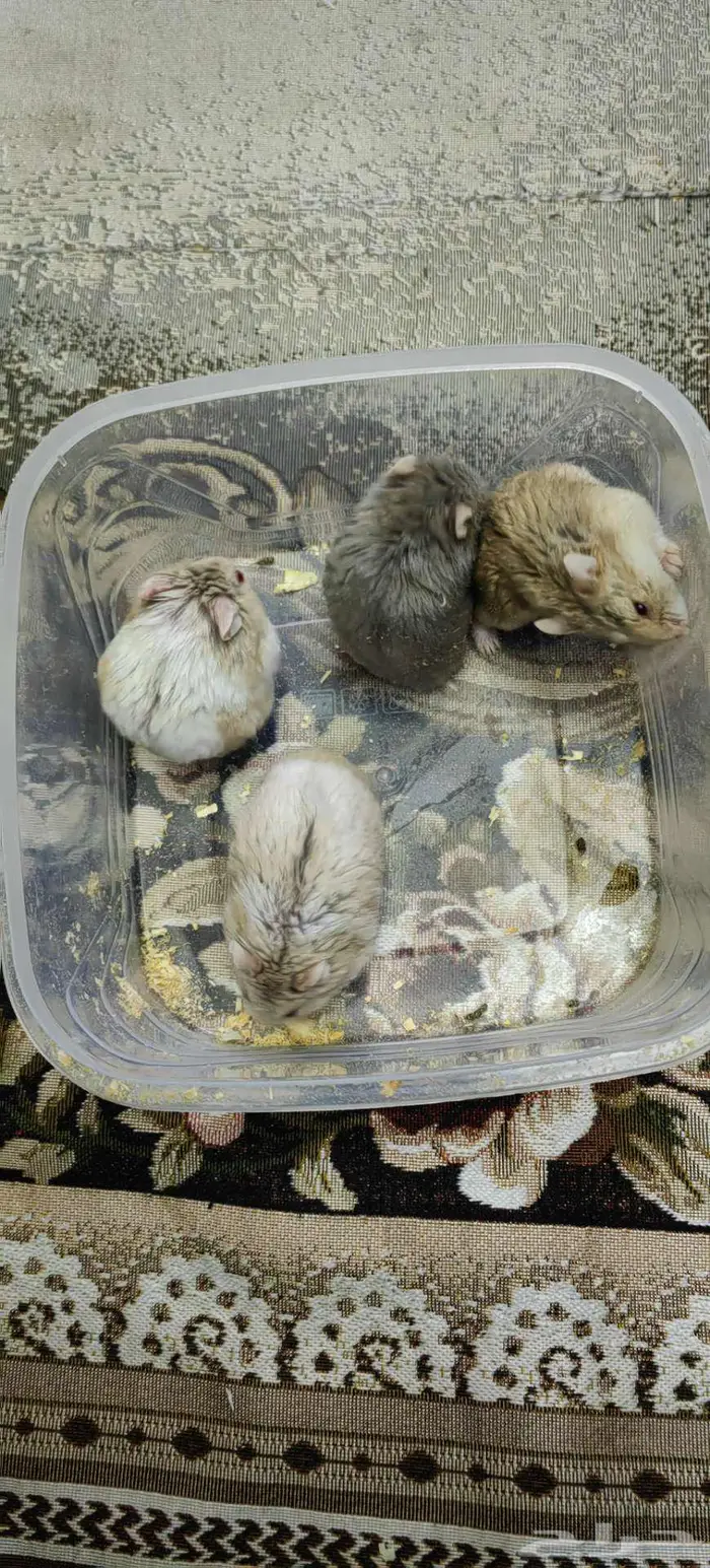 هامسترات جميلة 13