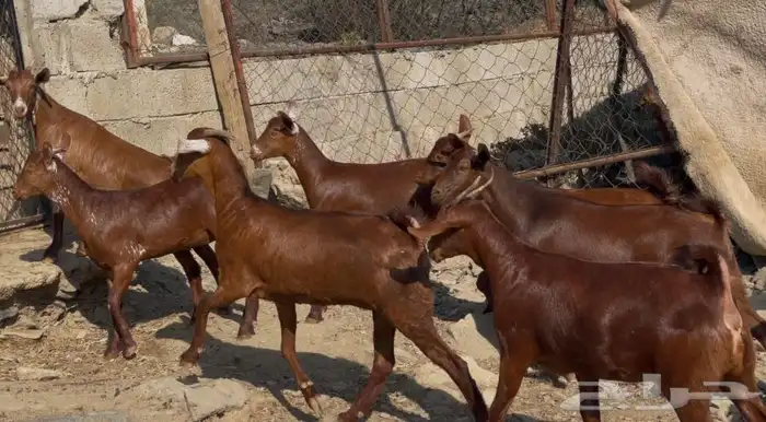 معزا دهم صنف الصنف ماشاء الله تم البيييع 13