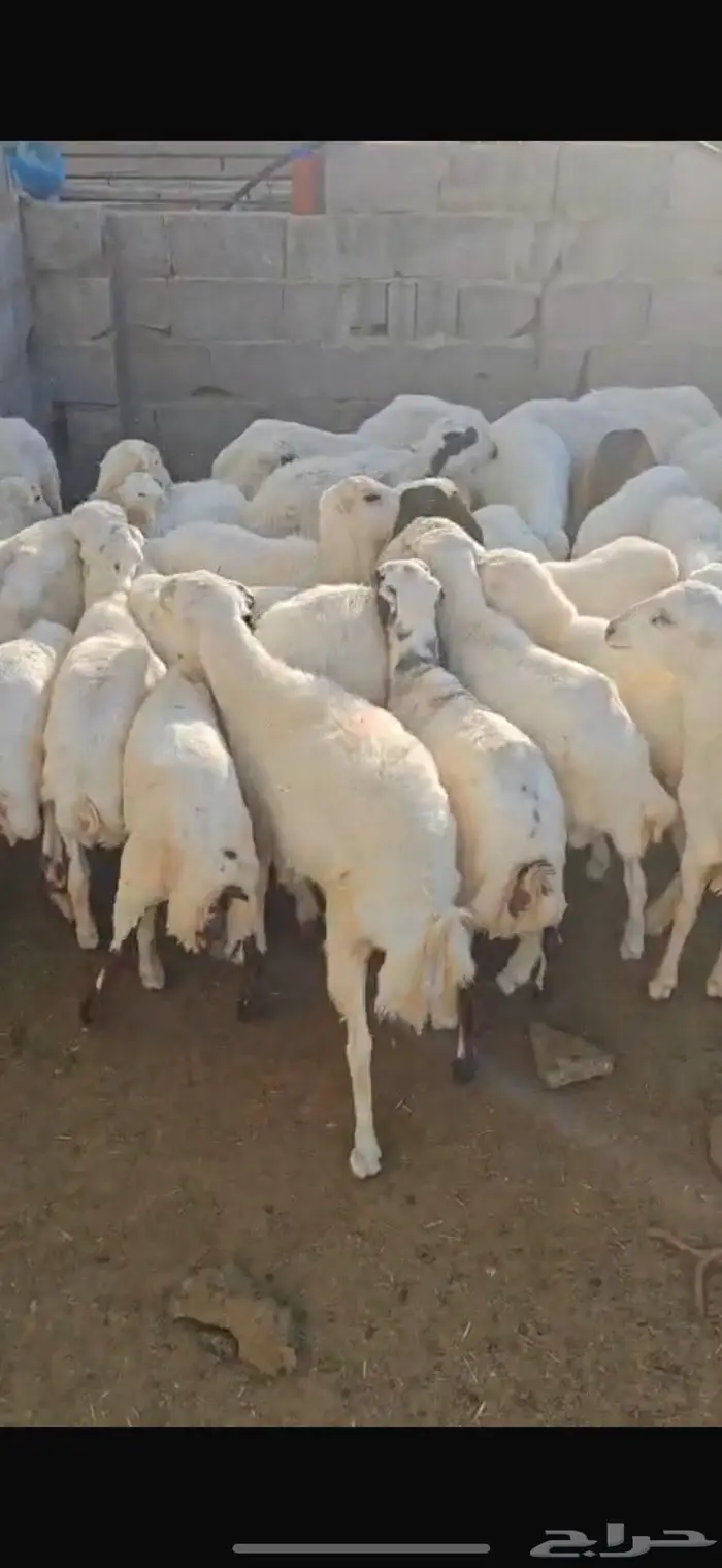 رفيد عدد 40 0