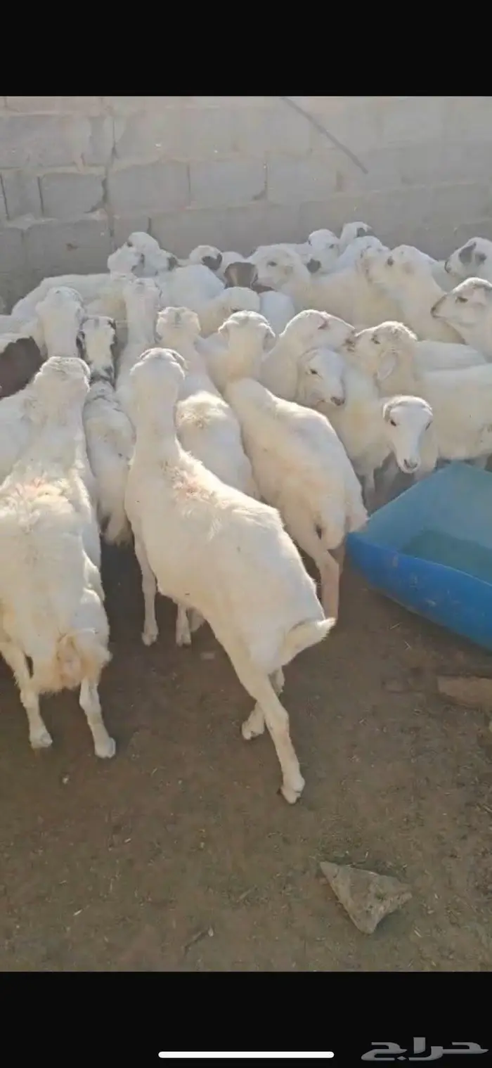 رفيد عدد 40 1