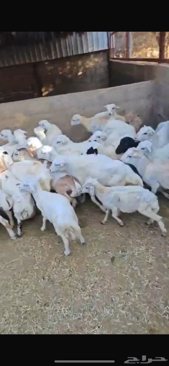 رفيد عدد 40 2