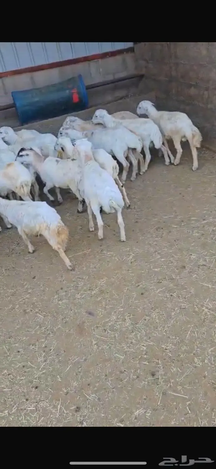 رفيد عدد 40 3