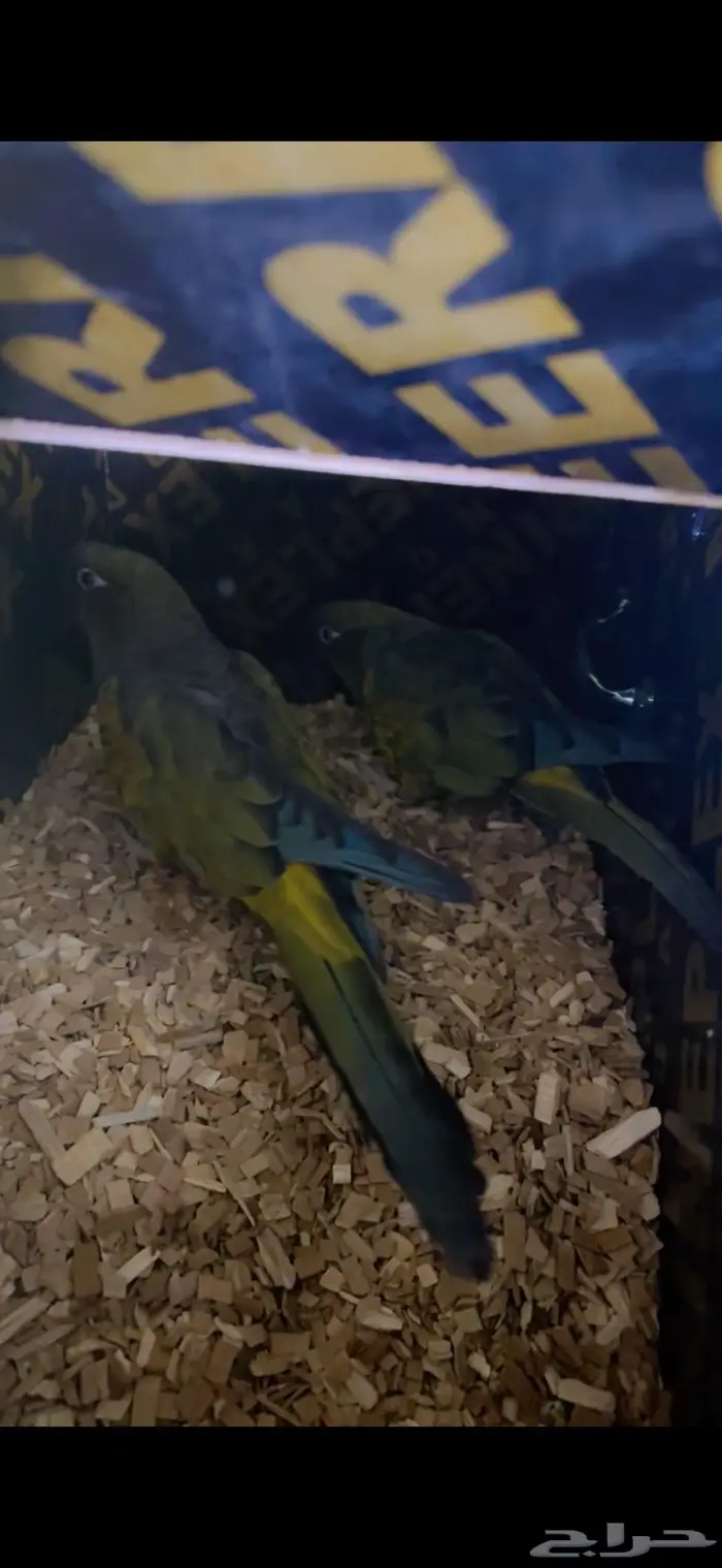 بتغونيا كنيور اكبر انواع الكنيور و نادر 2