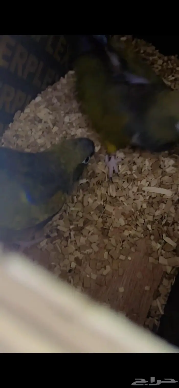 بتغونيا كنيور اكبر انواع الكنيور و نادر 1