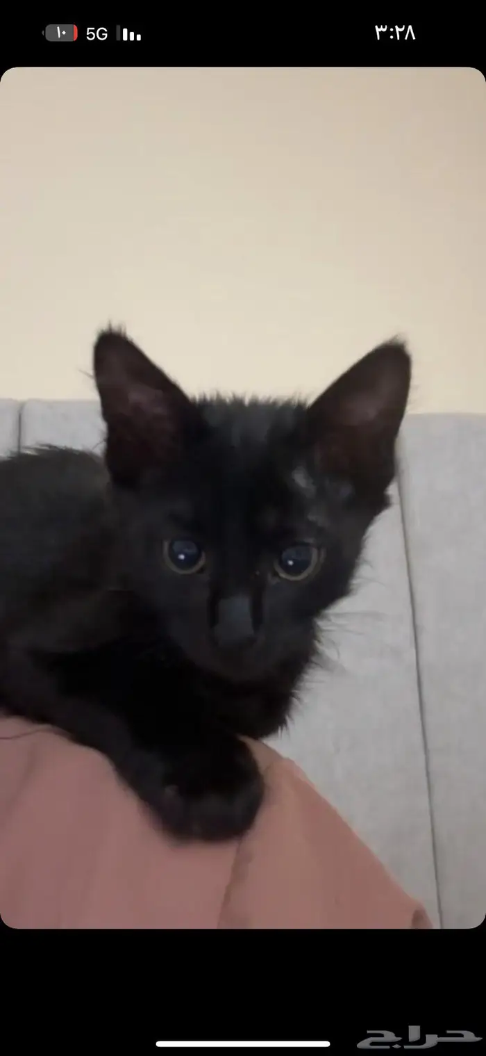 قط ذكر أسود 0
