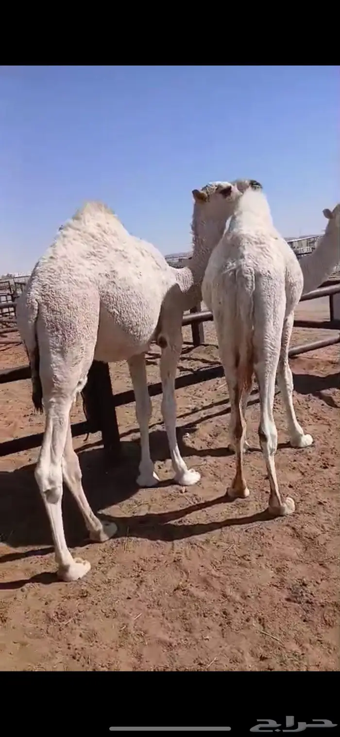 حاشي قعودين قصب 0