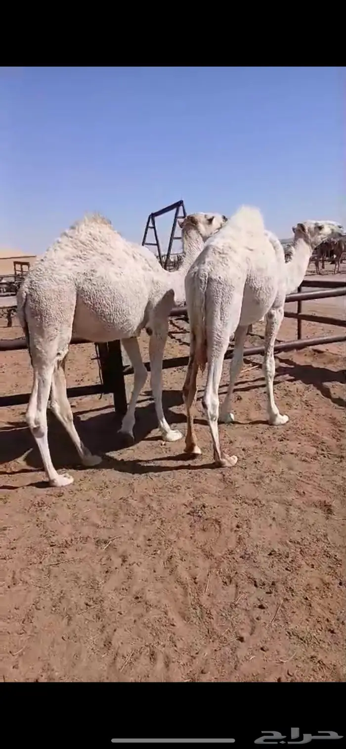 حاشي قعودين قصب 1