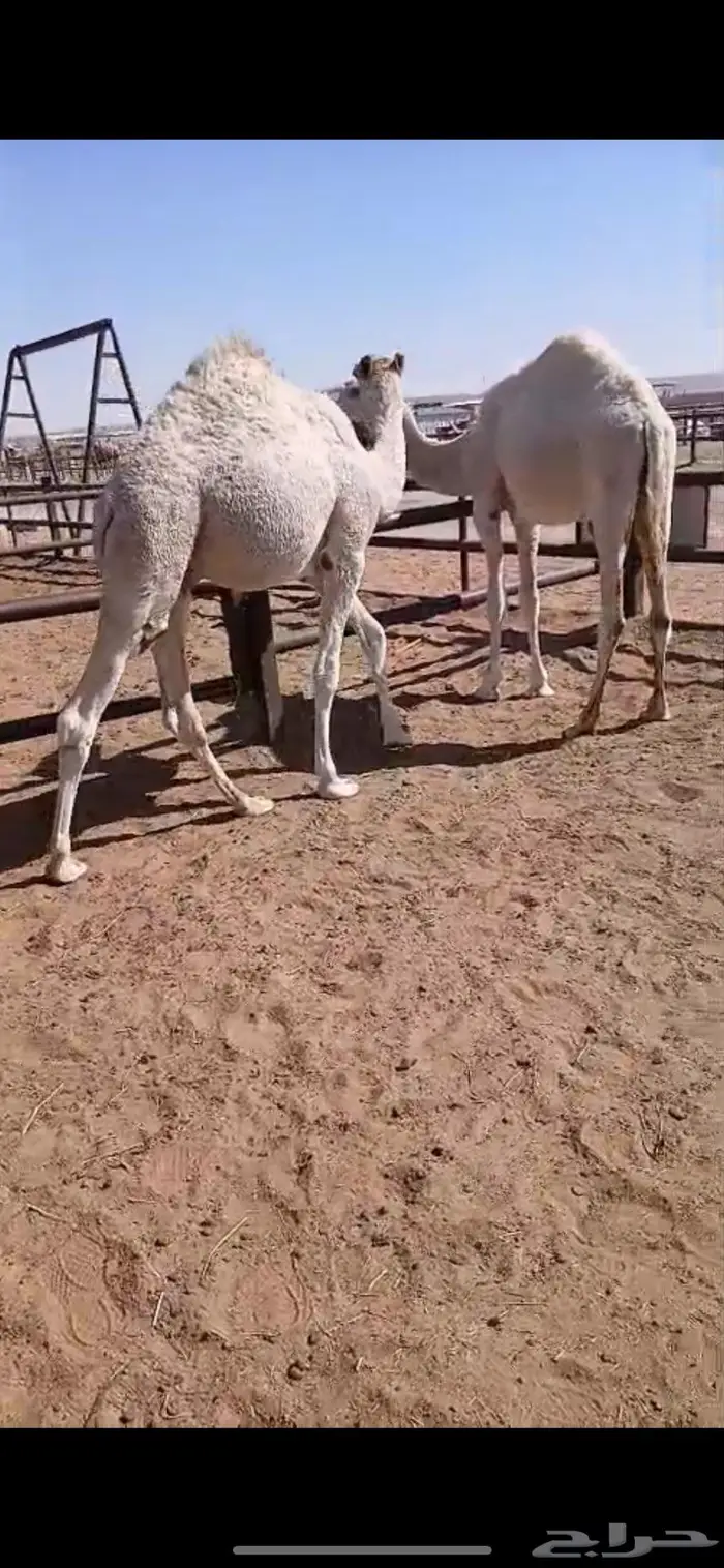 حاشي قعودين قصب 4