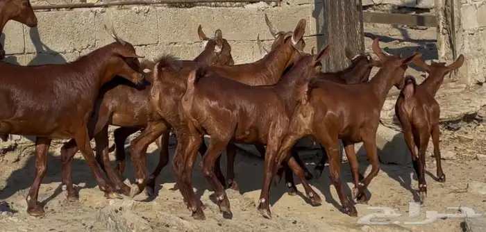 معزا دهم صنف الصنف ماشاء الله تم البيييع 1