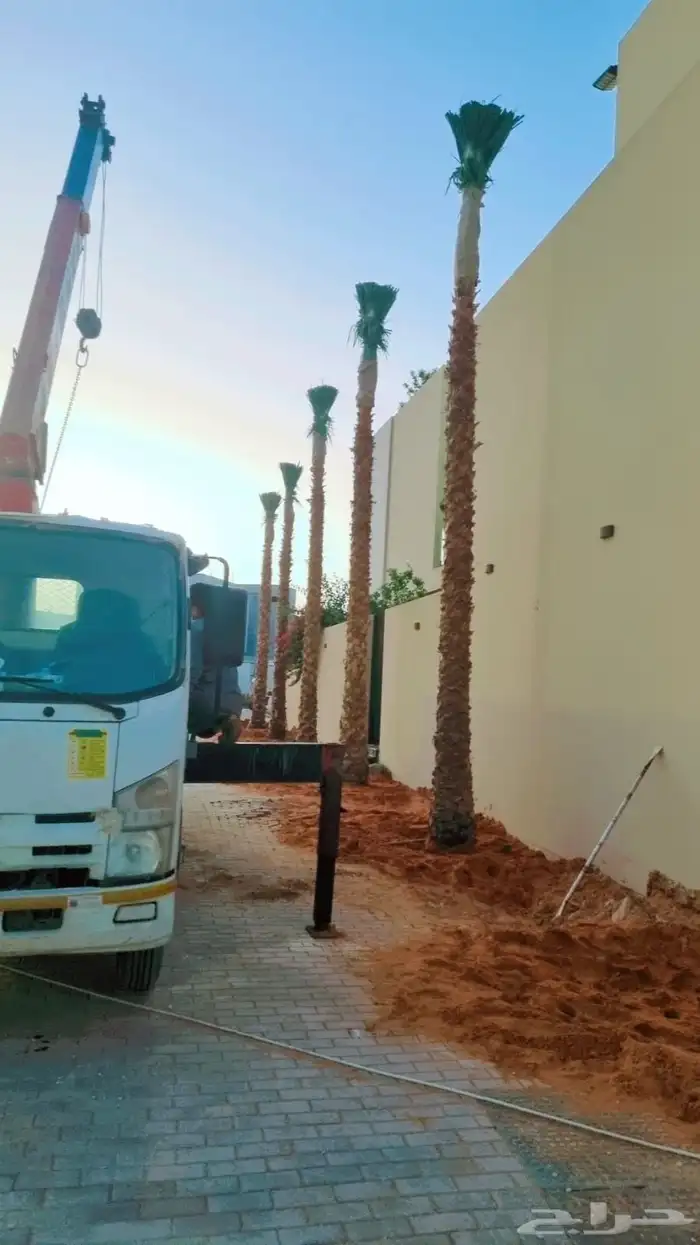 نخل واشنطني 1