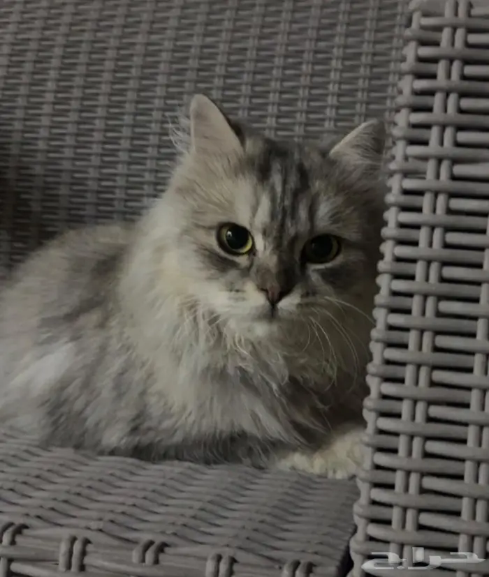 قطه شيرازيه انثى 1