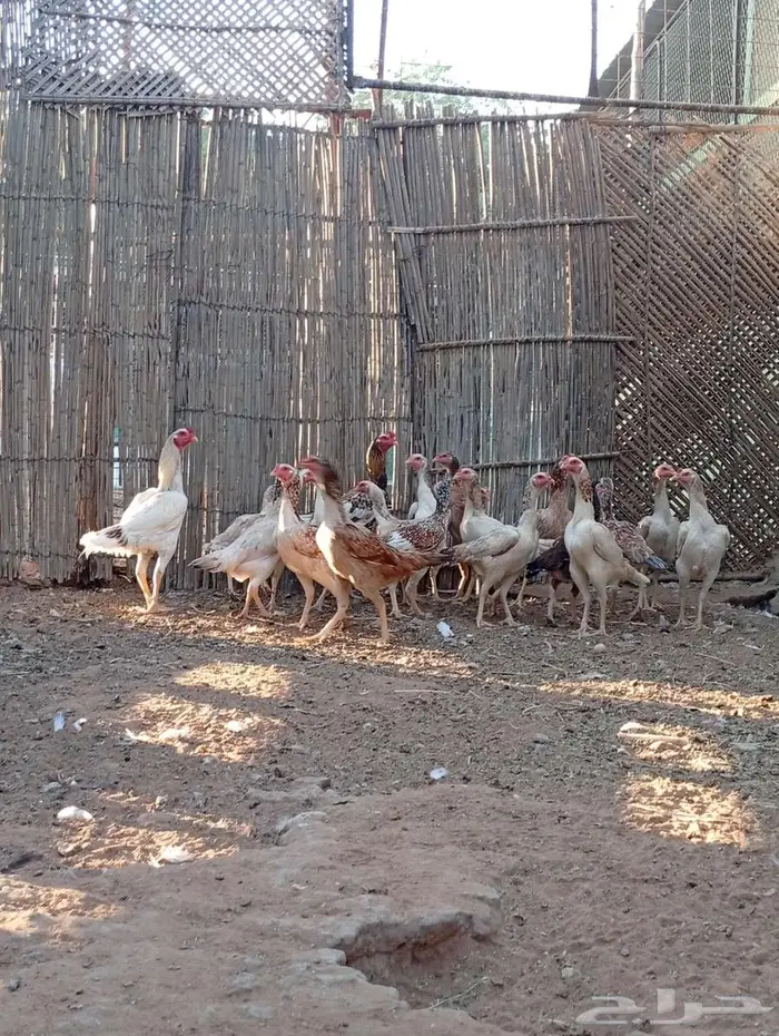 دجاج باكستاني بياض 1