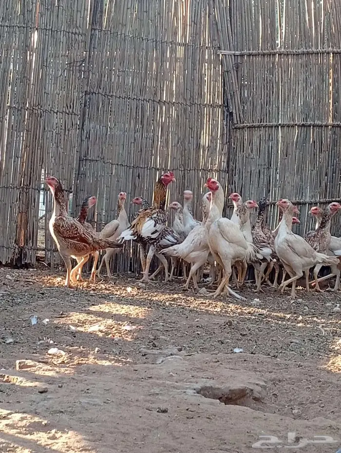 دجاج باكستاني بياض 5