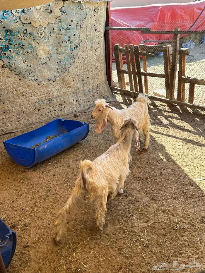 للبيع تيوس عوارض 2 طيبه 1