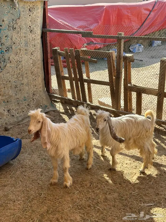 للبيع تيوس عوارض 2 طيبه 0