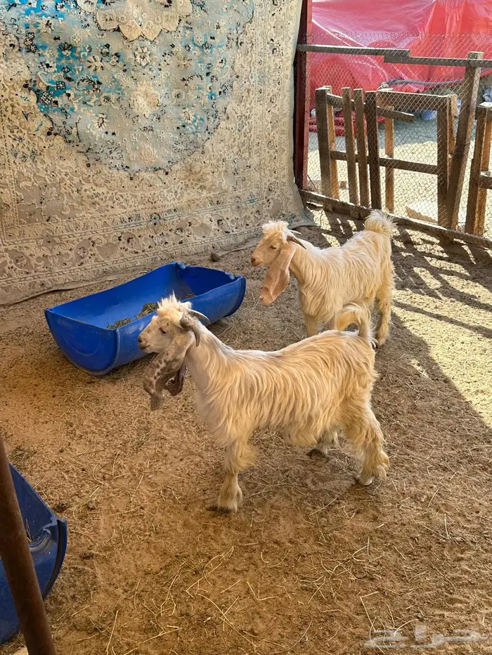 للبيع تيوس عوارض 2 طيبه 2