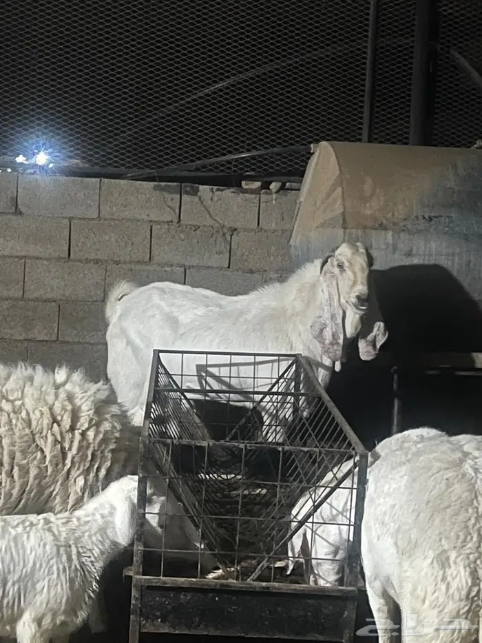 تيس باكستاني حار مشروط وإنتاجه عندي 1