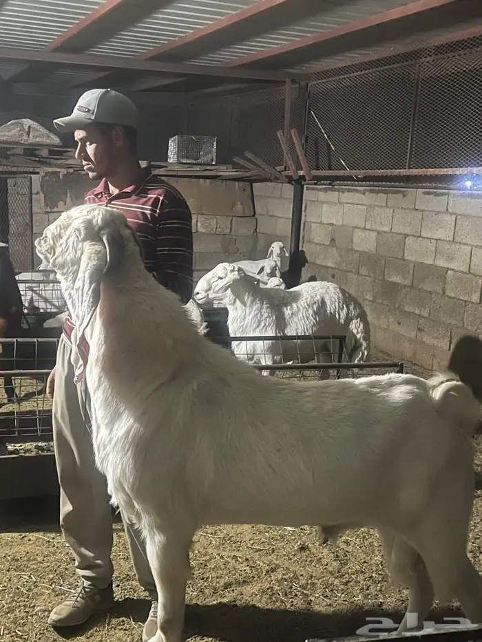 تيس باكستاني حار مشروط وإنتاجه عندي 2