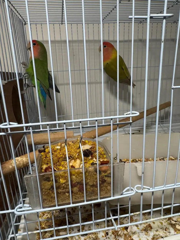 فروخ روز ماربل وابلاين بايد 5