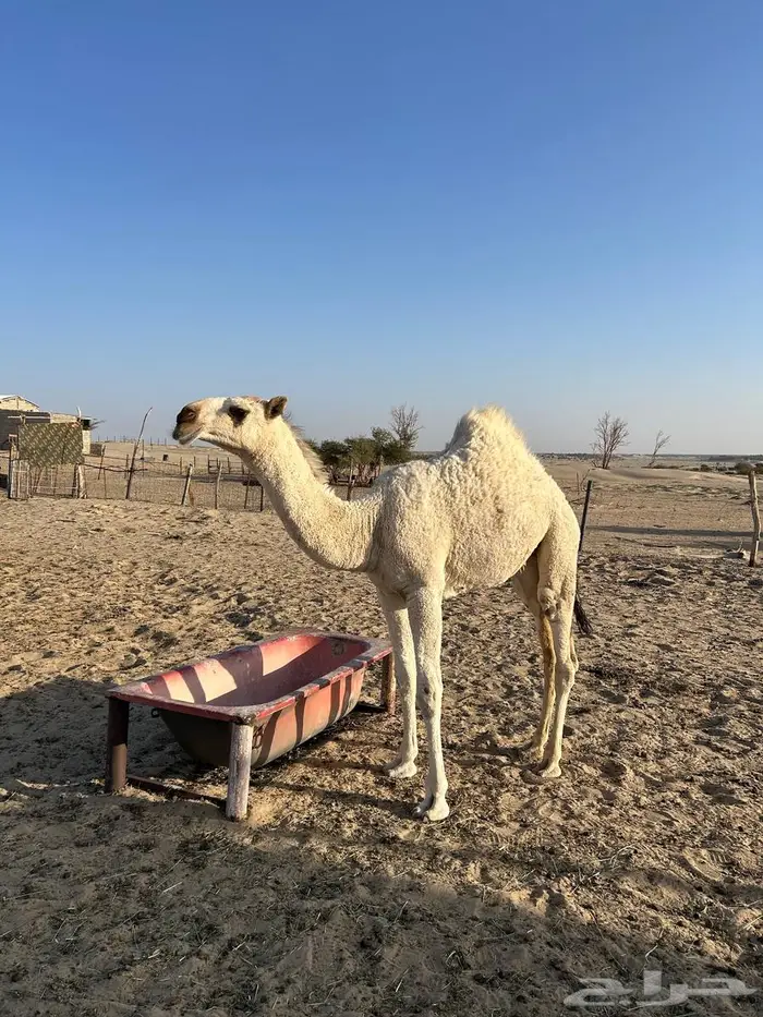 بكرة رمانية للبيع 0