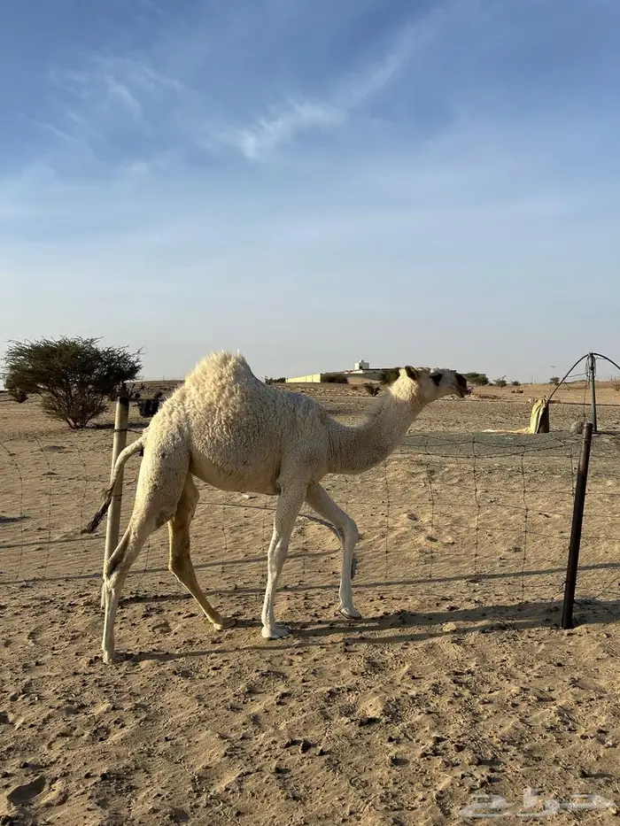 بكرة رمانية للبيع 1